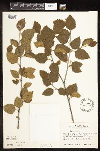 Betula nigra image