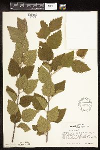 Betula nigra image