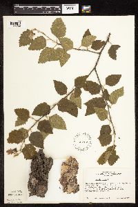 Betula nigra image