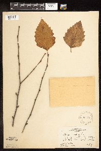 Betula nigra image