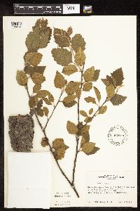 Betula nigra image