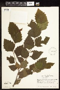 Betula nigra image