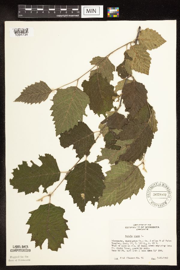Betula nigra image