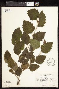 Betula nigra image