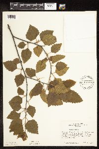 Betula nigra image