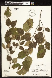 Betula nigra image
