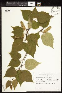 Betula cordifolia image