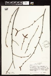Betula papyrifera image