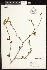 Thumbnail image of current specimen