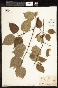 Betula papyrifera image