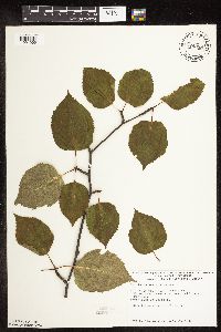 Betula papyrifera image