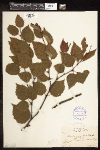 Betula cordifolia image