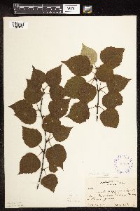 Betula cordifolia image