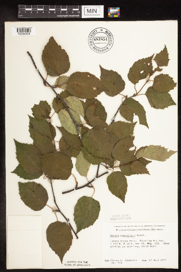 Betula papyrifera image