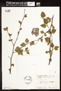 Betula nigra image