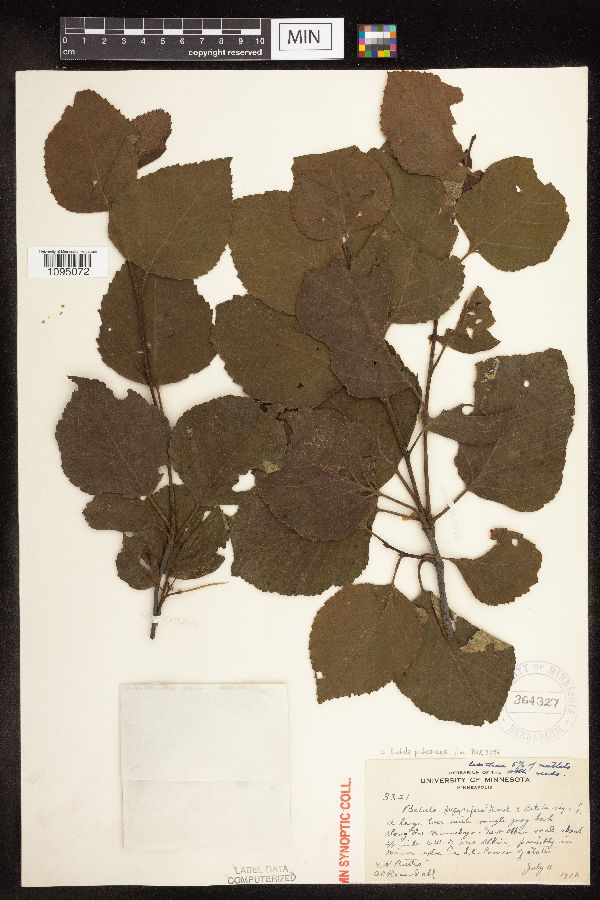 Betula pubescens image