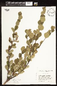 Betula pumila image