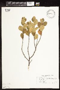Betula pumila image