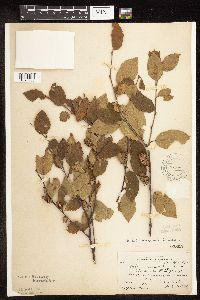 Betula x purpusii image