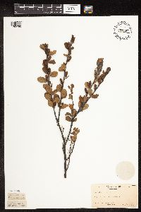 Betula pumila image