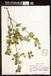 Betula pumila image