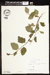 Betula pumila image
