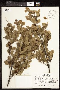 Betula pumila image
