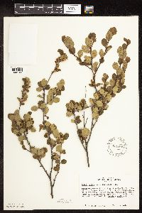 Betula pumila image