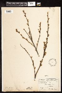Betula pumila image