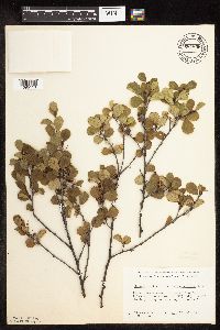 Betula pumila image