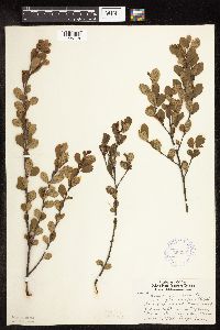 Betula pumila image