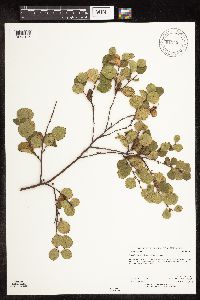 Betula pumila image