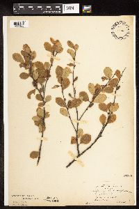 Betula pumila image