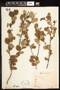 Betula pumila image
