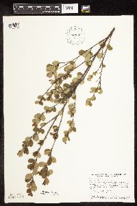 Betula pumila image