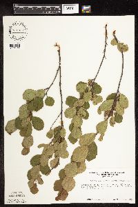 Betula pumila image