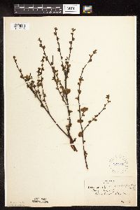 Betula pumila image