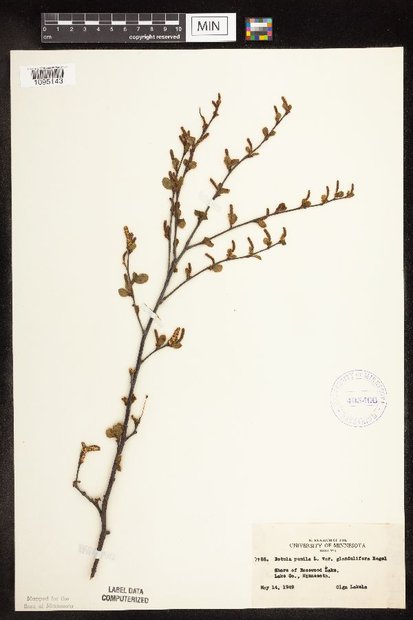 Betula pumila image