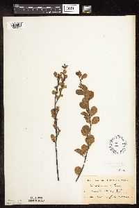 Betula pumila image