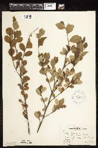 Betula pumila image