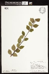 Betula pumila image