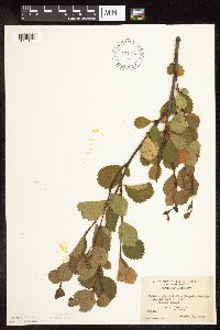 Betula pumila image