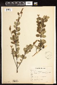 Betula pumila image