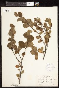 Betula pumila image