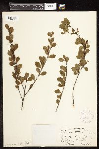 Betula pumila image