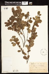 Betula pumila image