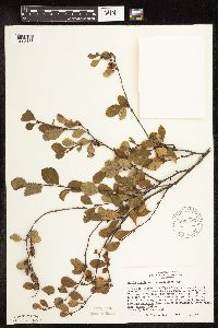 Betula pumila image