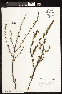 Betula pumila image