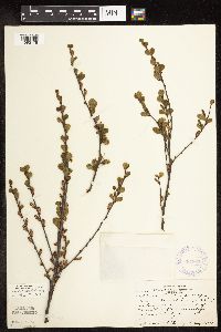 Betula pumila image