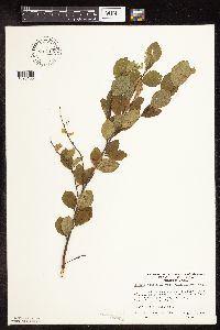 Betula pumila image